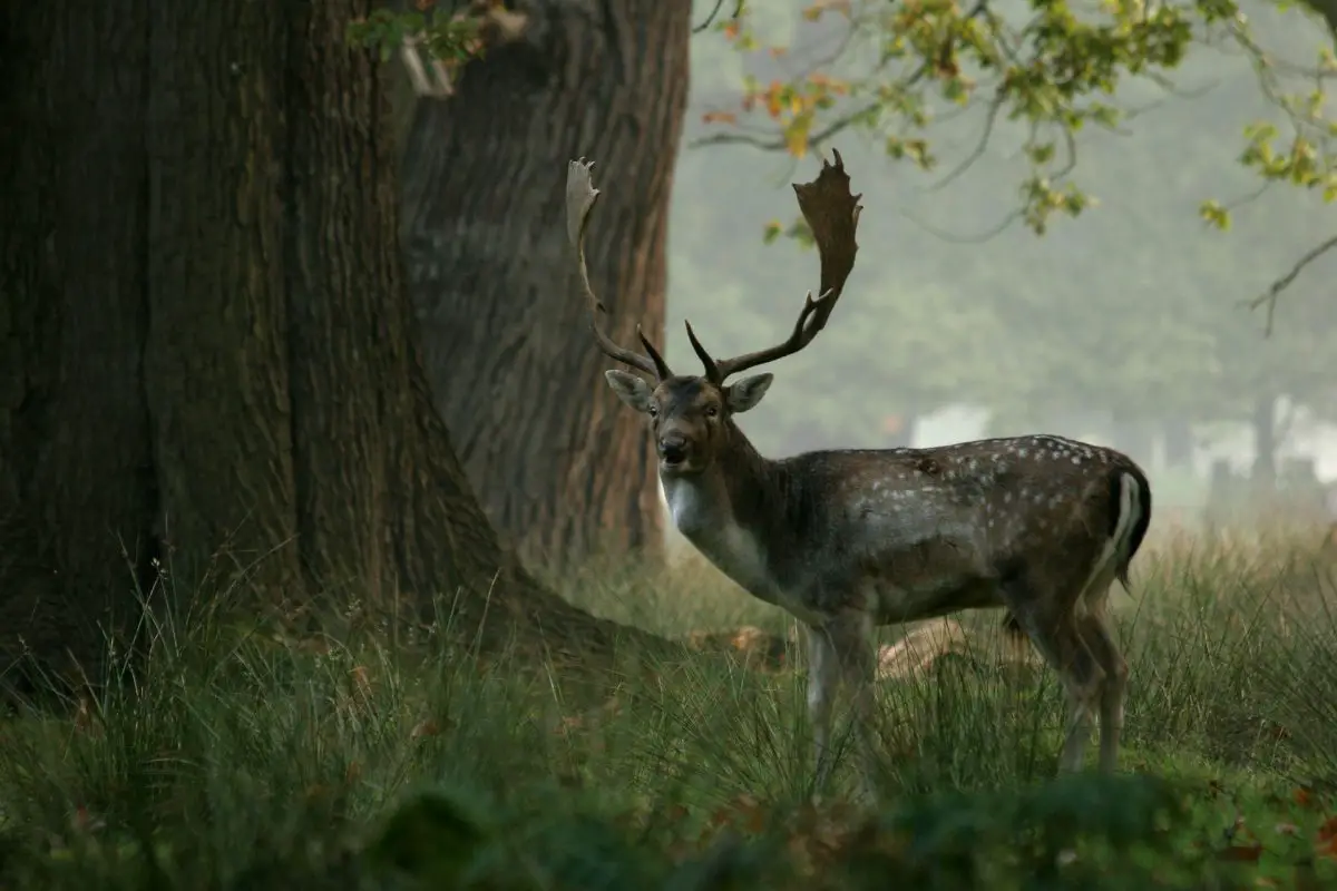 Cerf arbre brume