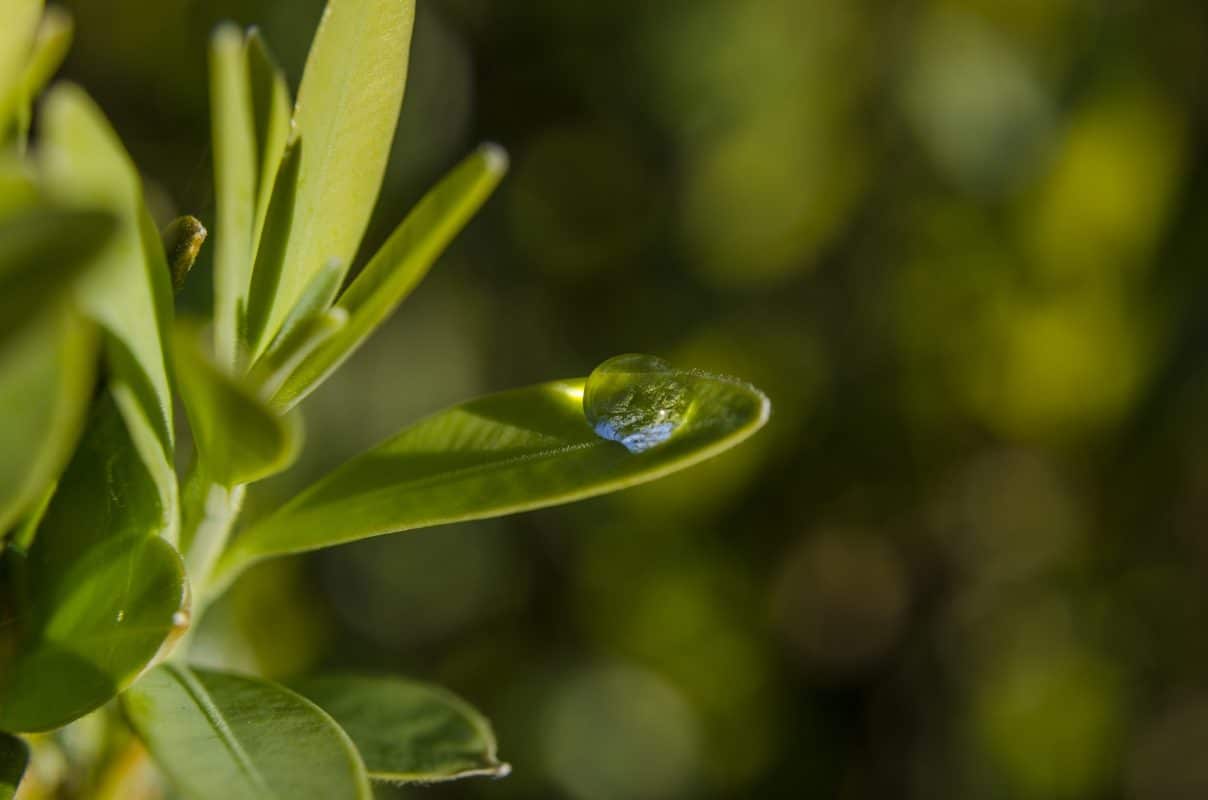 tige de thé verte eau